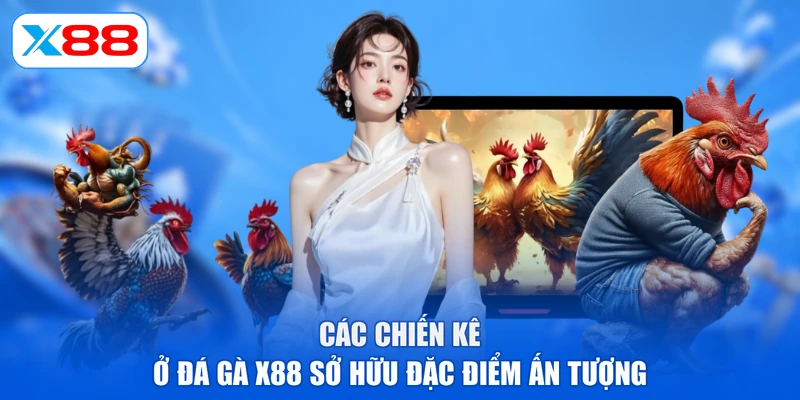 Các chiến kê ở đá gà X88 sở hữu đặc điểm ấn tượng